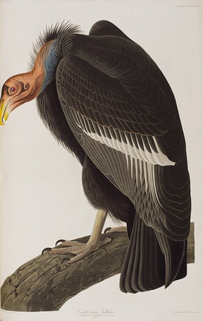 Illustrazione da 
