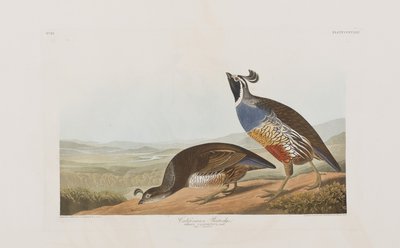 Illustrazione da 
