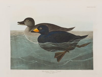 Illustrazione da 
