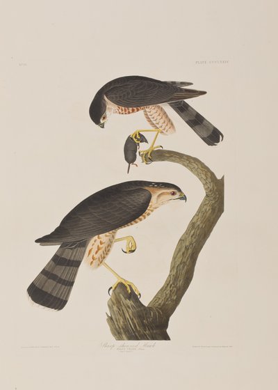Illustrazione da 
