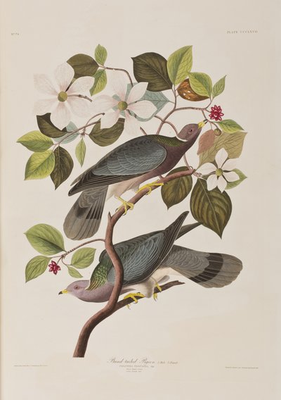 Illustrazione da 