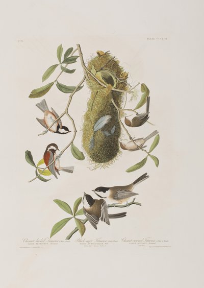 Illustrazione da 