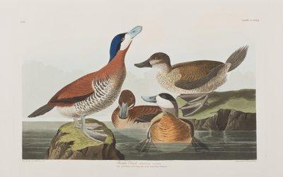 Illustrazione da 