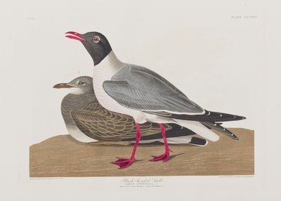 Illustrazione da 
