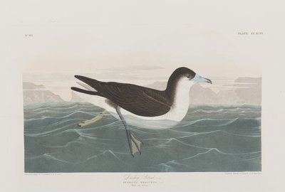 Illustrazione da 