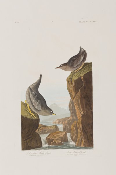 Illustrazione da 