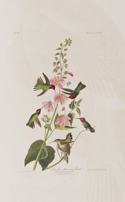 Illustrazione da 