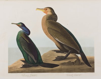 Illustrazione da 