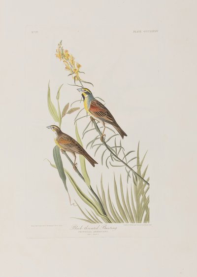 Illustrazione da 