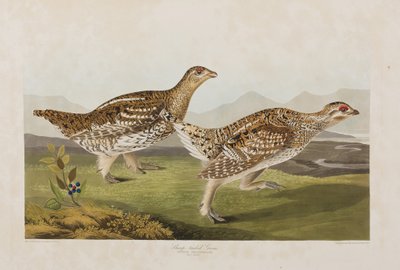 Illustrazione da 