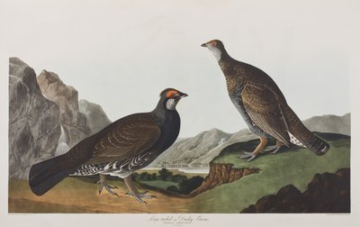 Illustrazione da 