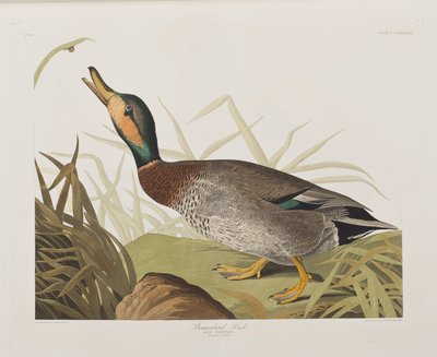 Illustrazione da 