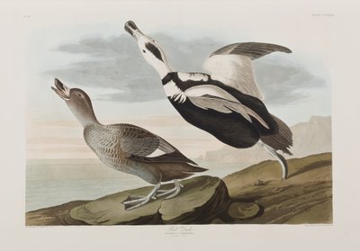 Illustrazione da 