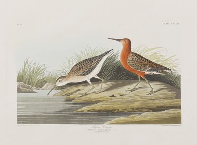 Illustrazione da 