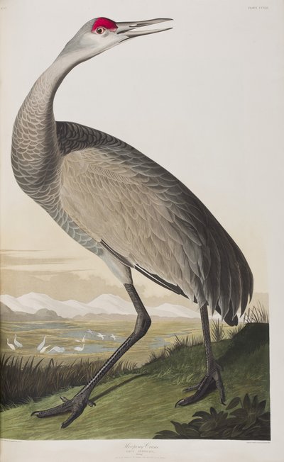 Illustrazione da 
