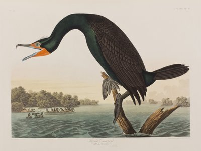 Illustrazione da 