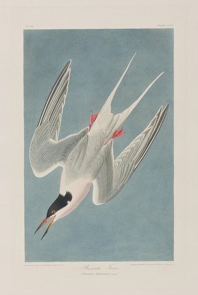 Illustrazione da 