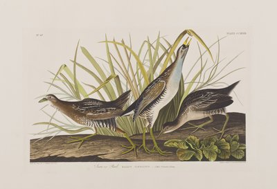 Illustrazione da 