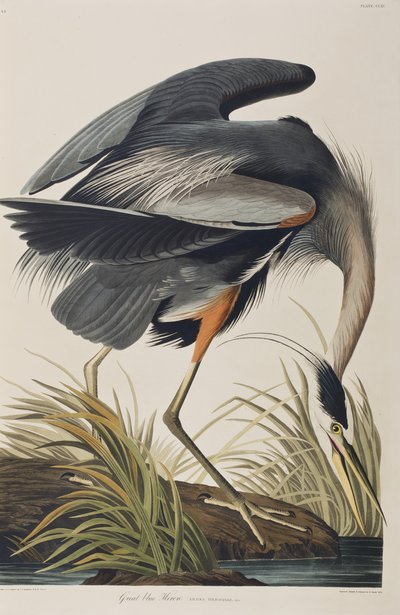 Illustrazione da 