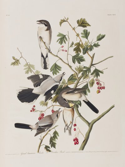 Illustrazione da 