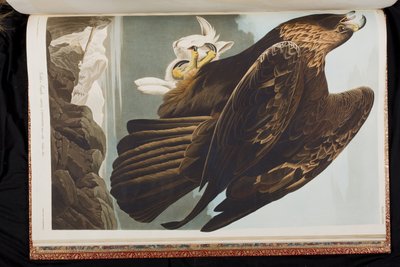 Illustrazione da 