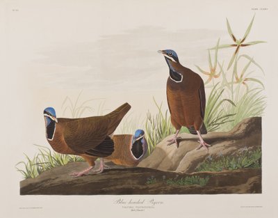 Illustrazione da 