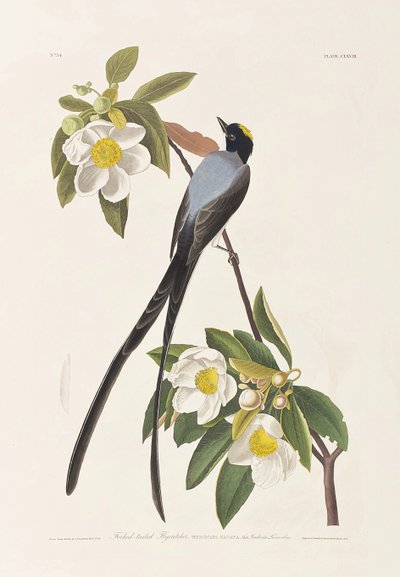 Illustrazione da 