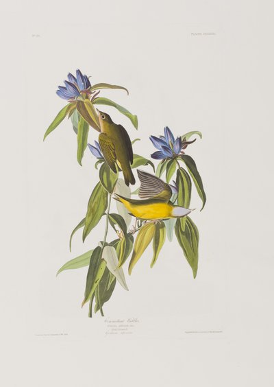 Illustrazione da 