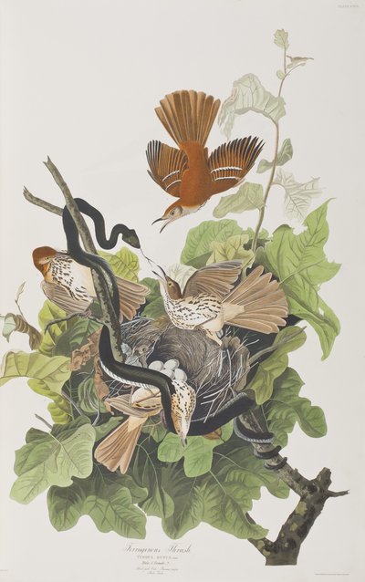 Illustrazione da 
