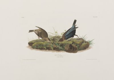 Illustrazione da 