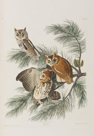 Illustrazione da 