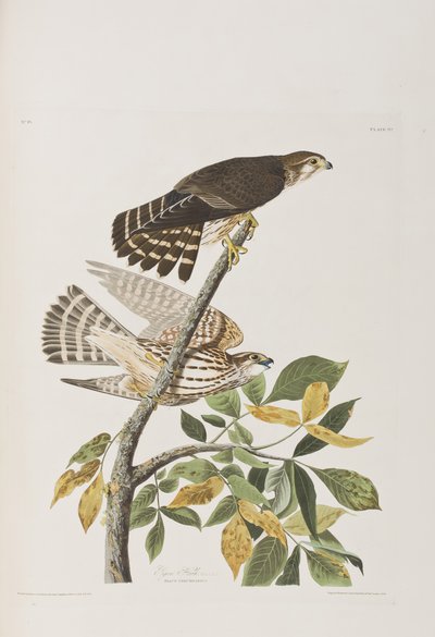 Illustrazione da 