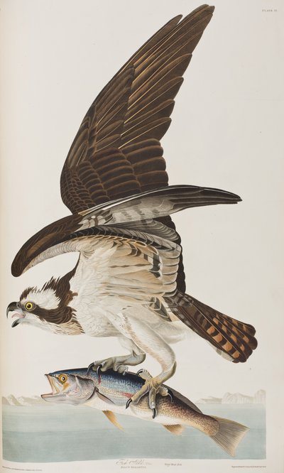 Illustrazione da 
