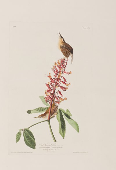 Illustrazione da 