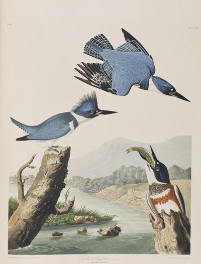 Illustrazione da 