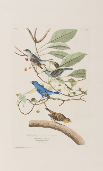 Illustrazione da 