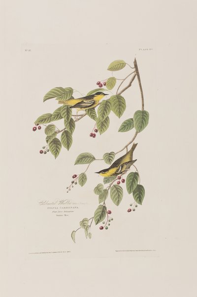 Illustrazione da 