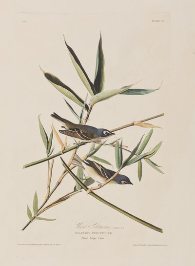 Illustrazione da 