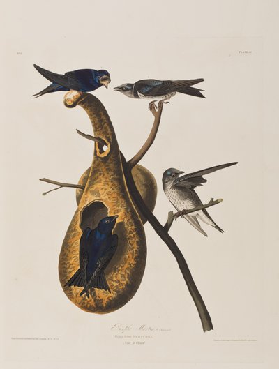 Illustrazione da 