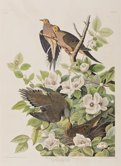 Illustrazione da 