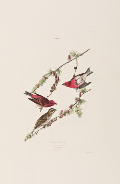 Illustrazione da 
