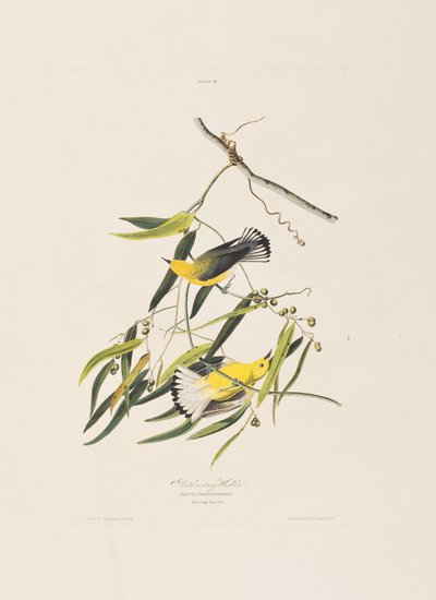 Illustrazione da 