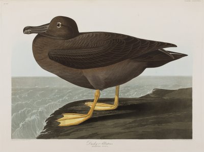 Illustrazione da 