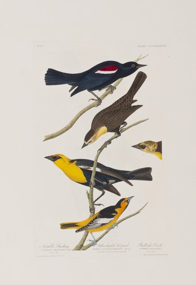 Illustrazione da 