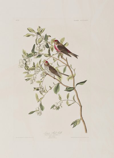 Illustrazione da 