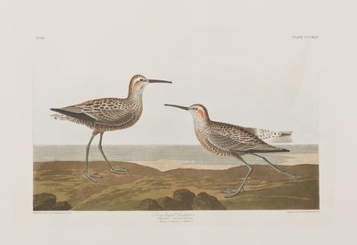 Illustrazione da 