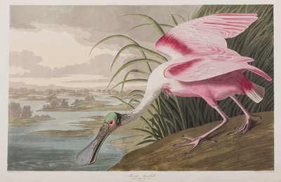 Illustrazione da 