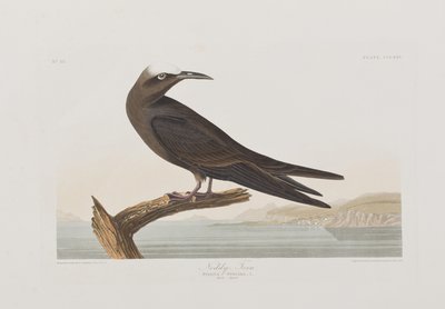 Illustrazione da 