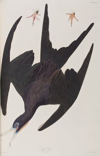 Illustrazione da 