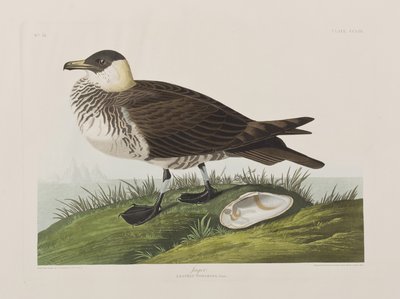 Illustrazione da 